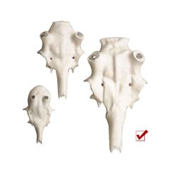 Kunstschädel Rothirsch 