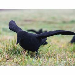 Lockkrähe beflockt mit Flügeln 