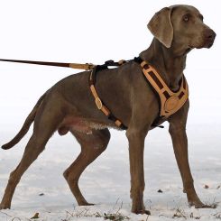 Niggeloh Hunde-Führgeschirr Mantrailing 